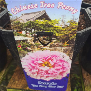Tree Paeony 'Yin Hong Qiao Dui' Chinese Paeonia Suffruticosa Hybrids